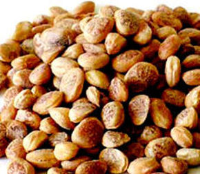 Picture for category Charoli / Chironji